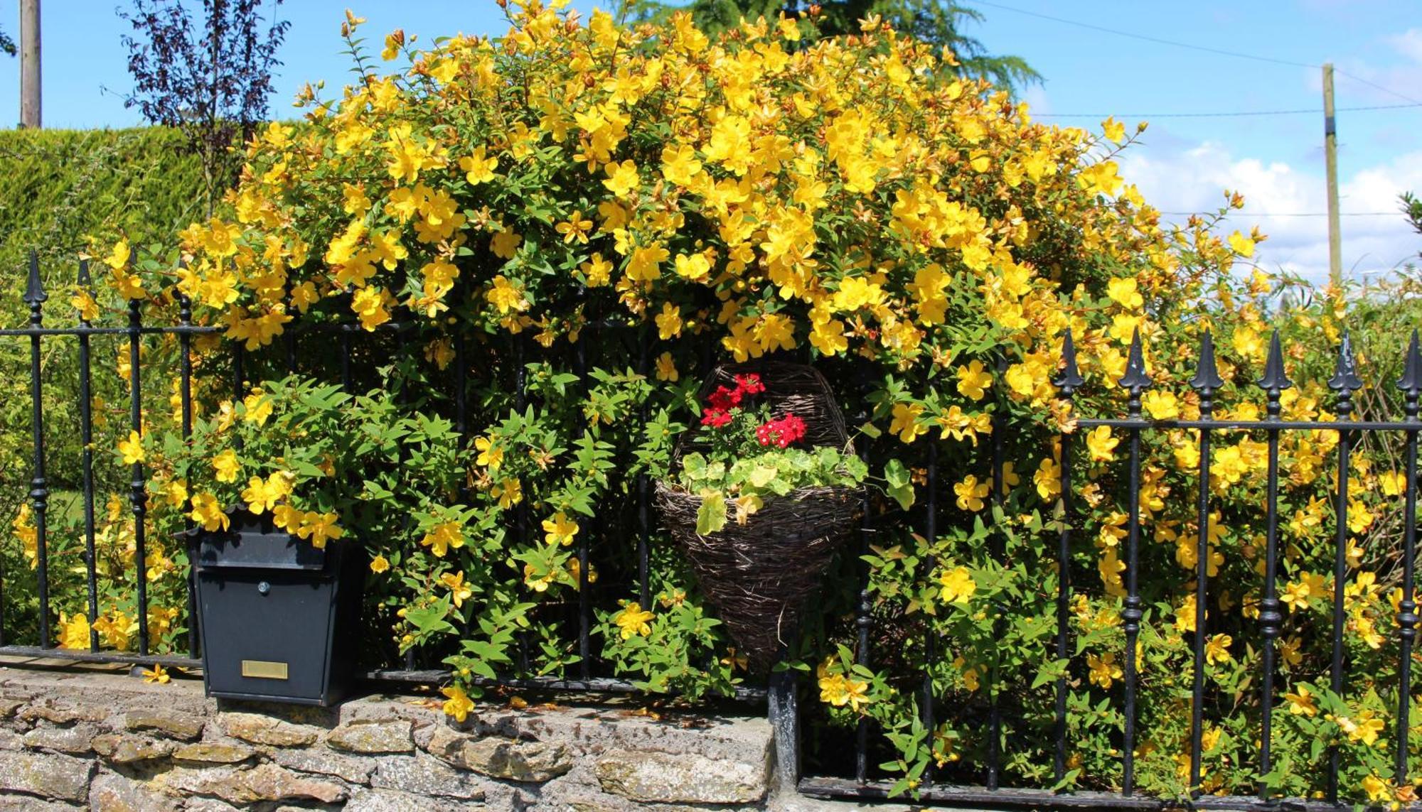 Charlotte'S Way B&B Banagher Esterno foto